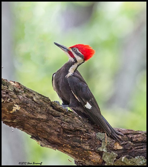 _2SB1180 pileated woodpecker.jpg